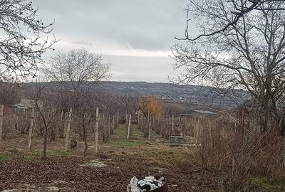 Teren de 2400 mp, în Goruni - 4