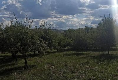 Casă individuală cu 4 camere cu Teren 12530 Mp în Panticeu - 2