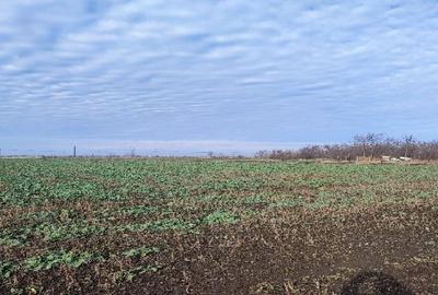 Teren agricol intravilan de 3500 mp, în Dragoș Vodă - 3