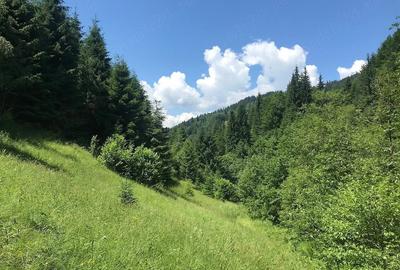 Teren de 5000 mp, în Central - 1