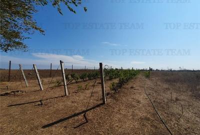 Teren Construcții intravilan de 15743 mp, în Agigea - 6