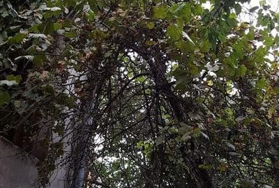 Casă cu 4 camere în Ultracentral - 8