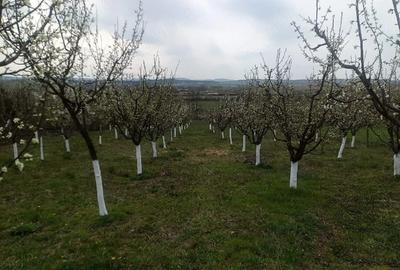 Casă cu 2 camere cu Teren 4000 Mp în Ghida