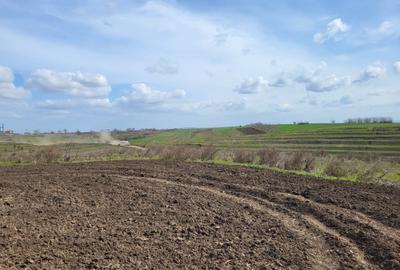 Teren agricol intravilan de 40000 mp, în Prundu - 8