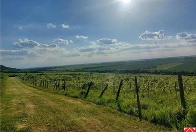 Teren de 185000 mp, în Șiria - 5