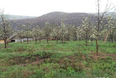 Teren de 4000 mp, în Tutana - 10