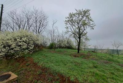 Teren intravilan de 10000 mp, în Viișoara