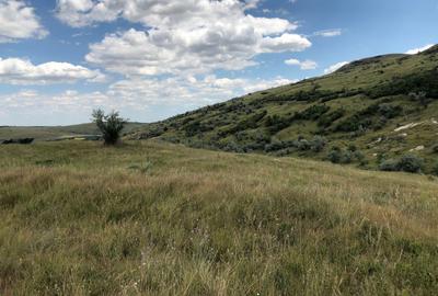 Teren agricol extravilan de 500000 mp, în Tohani - 7
