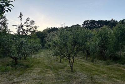 Teren de 5000 mp, în Central