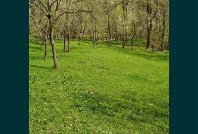 Teren de 4384 mp, în Talea