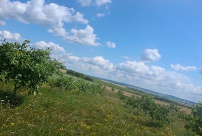 Teren agricol extravilan de 7000 mp, în Zvoriștea - 5