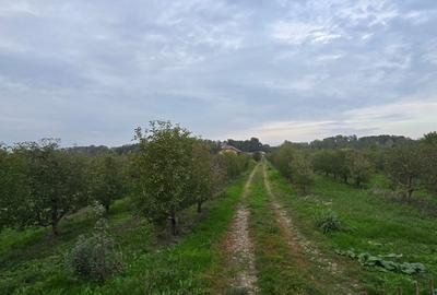 Teren agricol extravilan de 18000 mp, în Boțârlău - 9