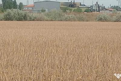 Teren de 8400 mp, în Zona Industrială