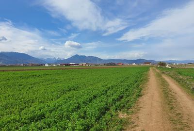 Teren agricol extravilan de 7400 mp, în Tărlungeni - 2