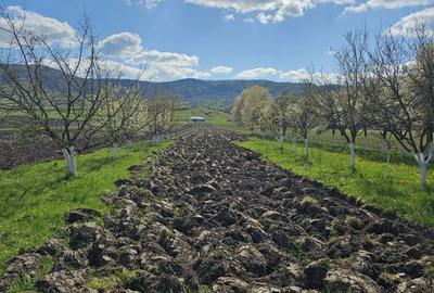 Teren de 5000 mp, în Arcalia - 2