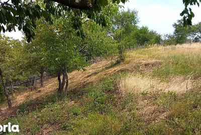 Teren de 5754 mp, în Ohaba Lungă - 8