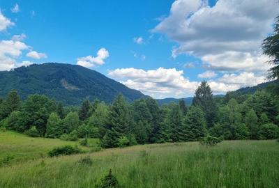 Teren de 9300 mp, în Pănicel - 6