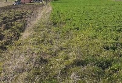 Teren de 2600 mp, în Mirșid