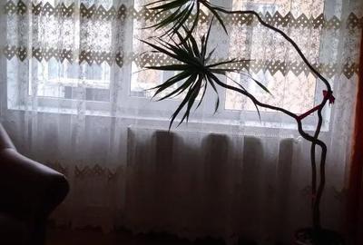 Casă cu 4 camere în Păscoaia - 7