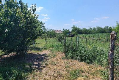 Casă cu 3 camere cu Teren 10000 Mp în Central - 1