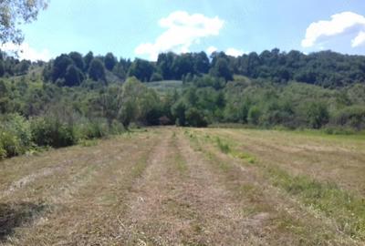Teren de 5500 mp, în Borlova
