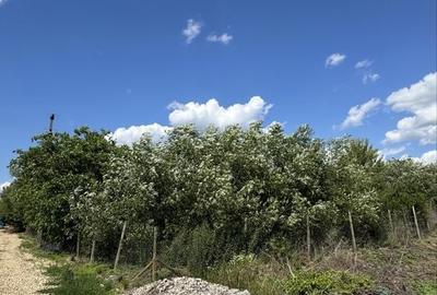 Teren de 17100 mp, în Halmeu - 1