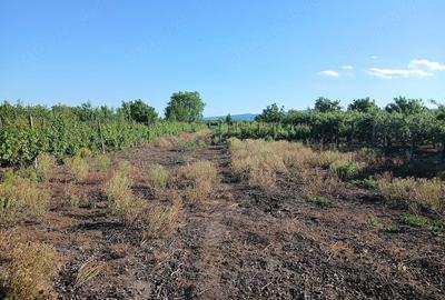 Teren de 2000 mp, în Bolotești - 10