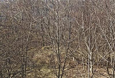 Teren agricol intravilan de 606 mp, în Pantelimon - 7