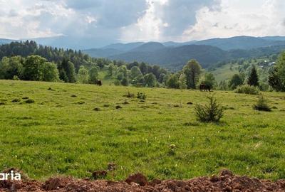 Teren de 11000 mp, în Albac - 6
