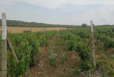 Teren de 1600 mp, în Central
