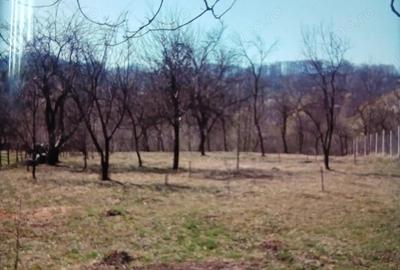 Teren de 3000 mp, în Adunați - 4