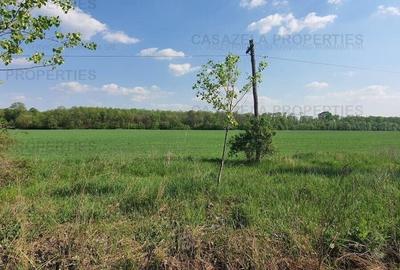 Teren agricol intravilan de 17900 mp, în Răcari - 4