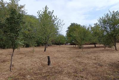 Teren de 1726 mp, în Tăut