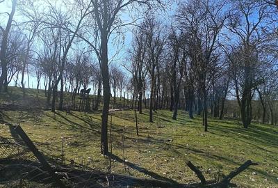 Casă cu Teren 1565 Mp în Sângătin - 4