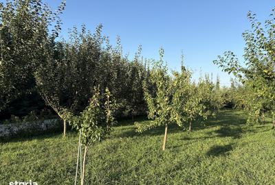 Teren de 2700 mp, în Vernești