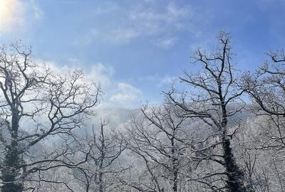 Teren de 95000 mp, în Costești (Albac)