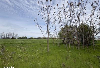 Teren de 5591 mp, în Gruiu - 9