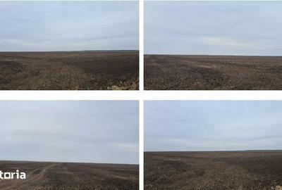Teren de 5000 mp, în Gălbinași - 4