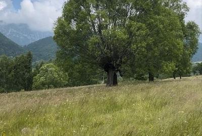 Teren de 8800 mp, în Peștera - 5