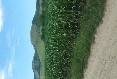 Teren de 1850 mp, în Greci - 3