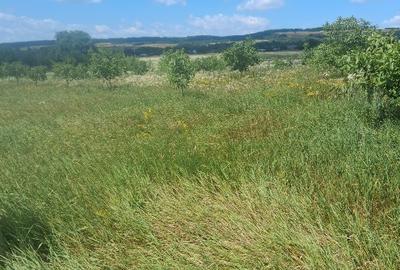 Teren agricol extravilan de 7000 mp, în Zvoriștea - 2