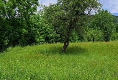 Teren extravilan de 3000 mp, în Cosmina de Sus - 8