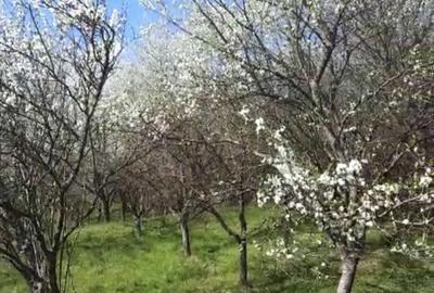 Teren de 10000 mp, în Cernuc