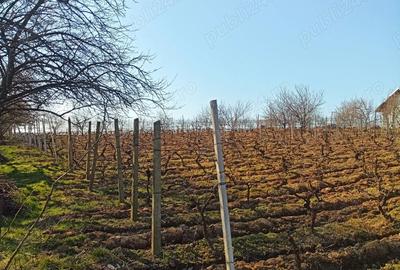 Teren în Goruni - 8