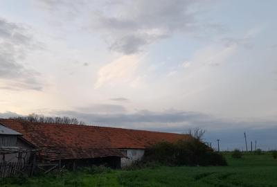 Teren agricol intravilan de 5 mp, în Ciuperceni (Cosmești) - 12
