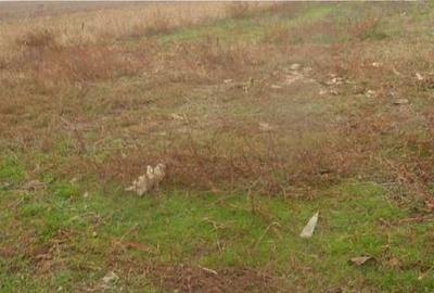 Teren agricol extravilan de 10098 mp, în Munteni - 1