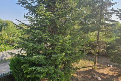 Casă individuală cu 8 camere cu Piscina în Frumușani - 9