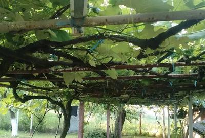 Casă cu 2 camere cu Teren 1800 Mp în Bumbești-Pițic