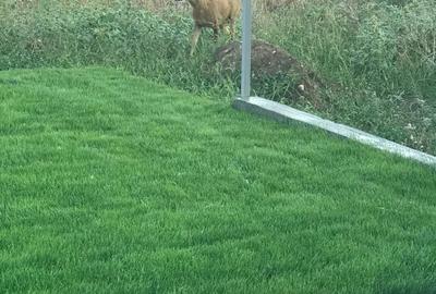 Casă cu 4 camere cu Teren 500 Mp în Dezmir - 13