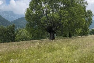Teren de 8800 mp, în Peștera - 4
